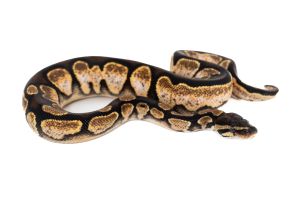 Python regius, orange dream sugar